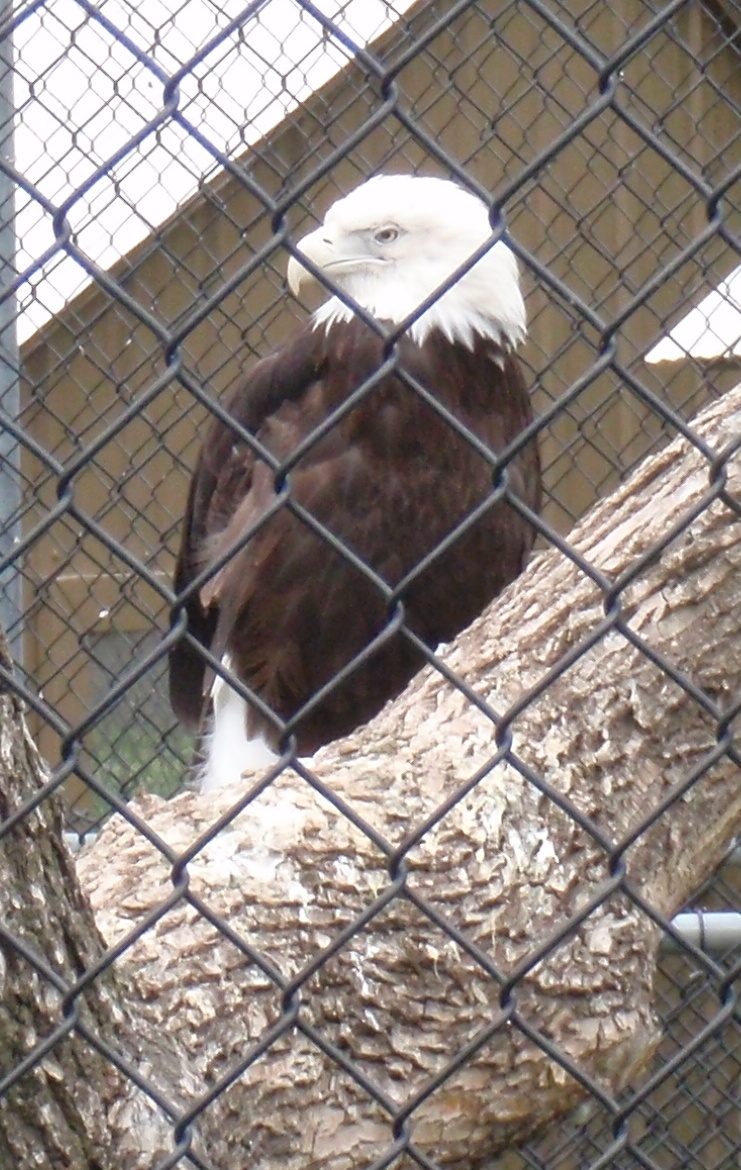 Another bald eagle at Minot zoo not at risk of a close encounter with a slice-and-dicer. Photo by James Ulvog.