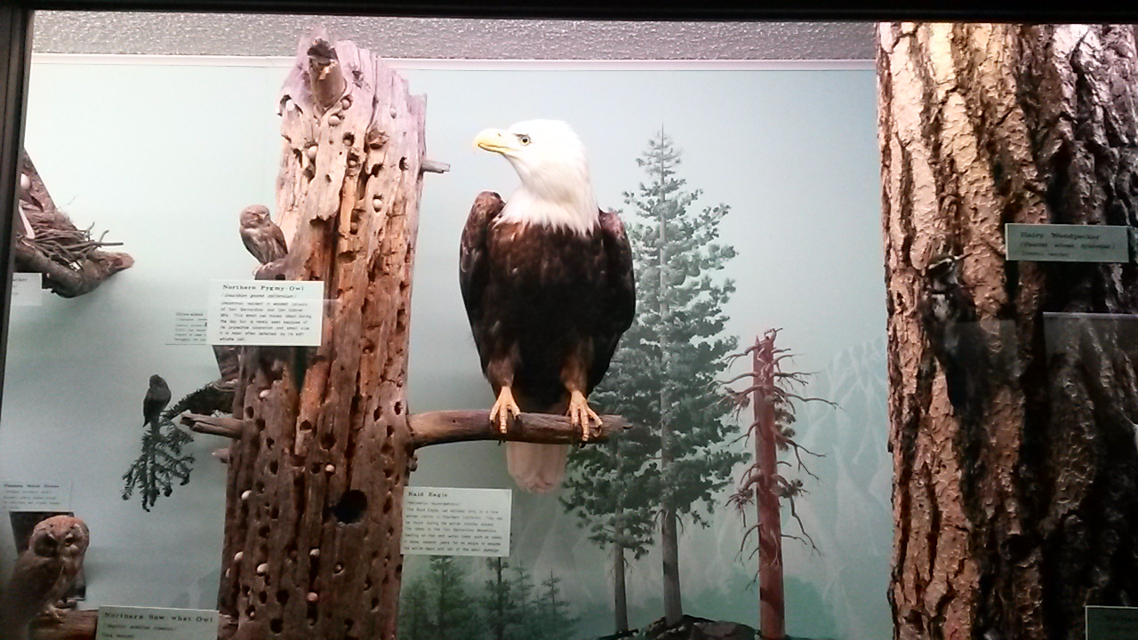 Bald eagle at San Bernardino County Museum. Photo by James Ulvog.
